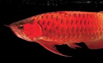 澳洲星點(diǎn)龍魚的簡介-澳洲星點(diǎn)龍魚的產(chǎn)地