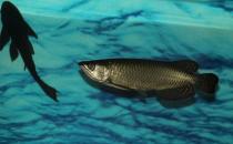 澳洲星點龍魚怎么養？澳洲星點龍魚的生存環境