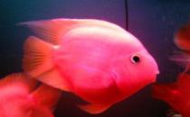 金剛鸚鵡魚怎么養？金剛鸚鵡魚的壽命