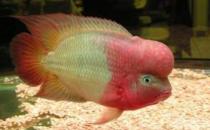 金花羅漢魚是什么？金花羅漢魚多少錢能買到？