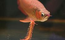 曼龍魚怎么養？曼龍魚如何分辨雌性？