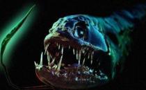 深海龍魚怎么養？深海龍魚的特征