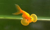 水泡金魚是什么魚？水泡金魚的特征