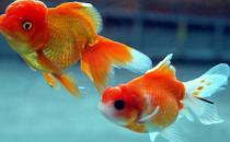 水泡金魚怎么養？水泡金魚的飼養方法