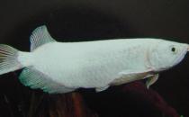 星點龍魚吃什么？星點龍魚怎么養？