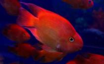 血紅鸚鵡怎么養？血紅鸚鵡的常見病