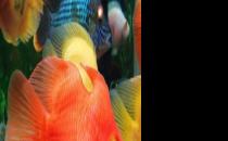 血鸚鵡魚怎么養？血鸚鵡魚的養殖環境