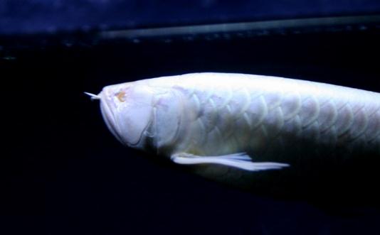 白金龍魚怎么養(yǎng)?白金龍魚的品種