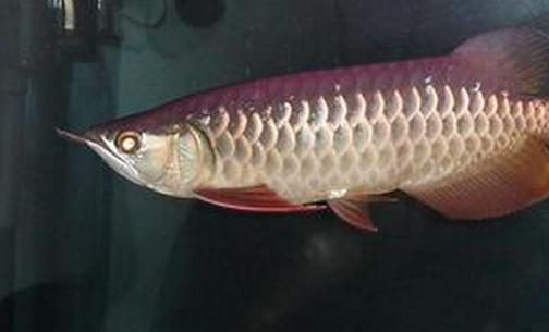 寶石龍魚的簡介-寶石龍魚價格如何？