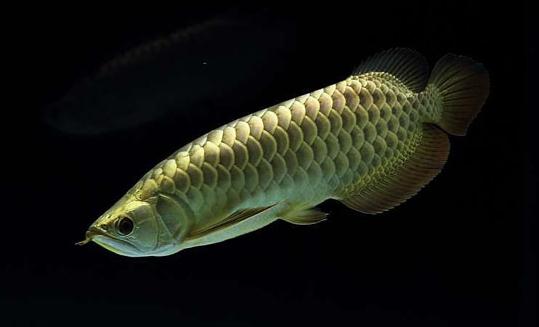 背金龍魚怎么養(yǎng)？背金龍魚的飼養(yǎng)環(huán)境