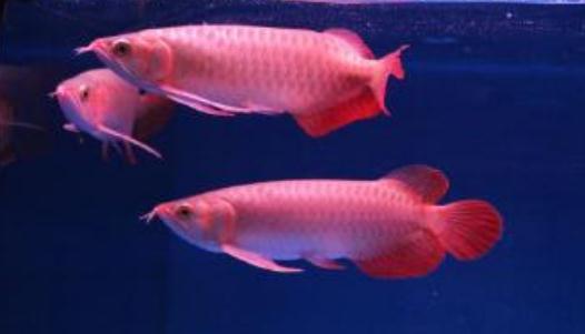 帝王辣椒紅龍魚怎么養？帝王辣椒紅龍魚如何挑選？