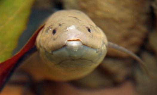 非洲肺魚怎么養?非洲肺魚的生存環境