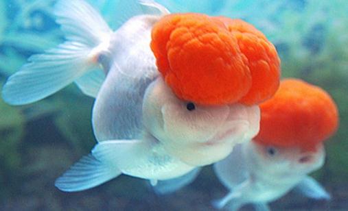 鶴頂紅金魚怎么養(yǎng)？鶴頂紅金魚的品種