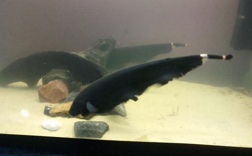 黑魔鬼怎么養(yǎng)?黑魔鬼如何繁殖?