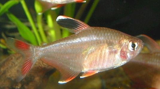 黑裙魚的簡介-黑裙魚的體型特征