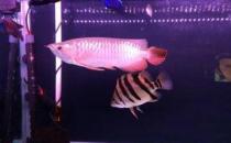 寶石龍魚怎么養？寶石龍魚的常見病