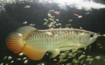 高背寶石龍魚的簡介-高背寶石龍魚的欣賞價值