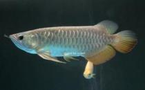 高背金龍魚(yú)的簡(jiǎn)介-高背金龍魚(yú)的配對(duì)方法