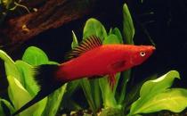 紅劍魚的簡介-紅劍魚的特征