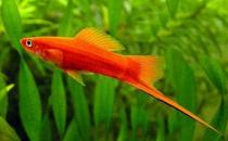 紅劍魚怎么養？紅劍魚的飼養環境