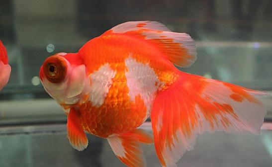 龍睛金魚怎么挑選?龍睛金魚怎么養?