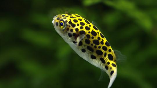 潛水艇魚怎么養(yǎng)？潛水艇魚選魚技巧