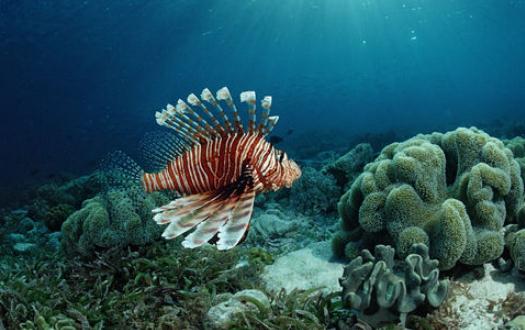 獅子魚的簡介-獅子魚的品種