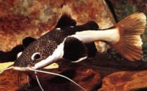 紅尾鯰怎么養？紅尾鯰的飼養方式