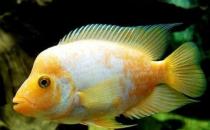 火鶴魚的簡(jiǎn)介-火鶴魚的養(yǎng)殖環(huán)境