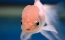 火鶴魚怎么養？火鶴魚的體型特征