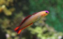 雷達魚的簡介-雷達魚的體型特征