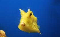 木瓜魚(yú)的簡(jiǎn)介-木瓜魚(yú)的特征