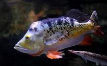 射水魚的簡介-射水魚吃什么？