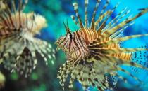 獅子魚怎么養？獅子魚的生存環境