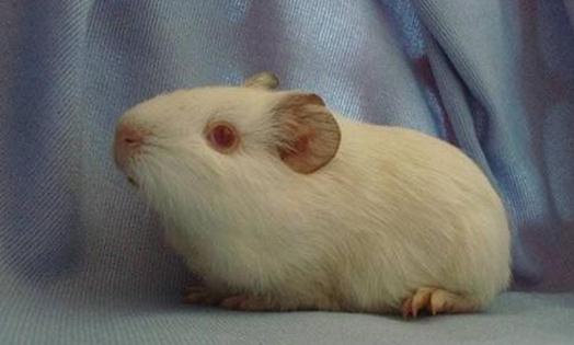 白色鳳冠天竺鼠的簡(jiǎn)介-白色鳳冠天竺鼠價(jià)格