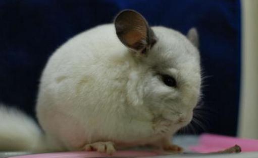 純白龍貓怎么養？純白龍貓的特點