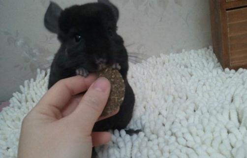 純黑龍貓的簡介-純黑龍貓的飼養環境