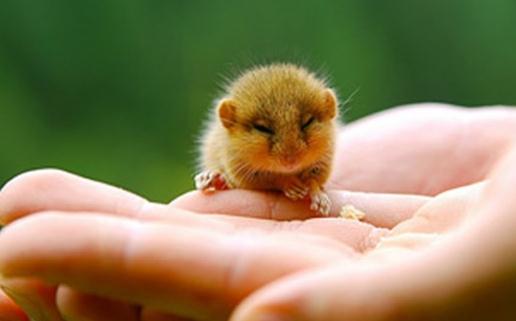 花枝鼠怎么養?怎么給花枝鼠洗澡?