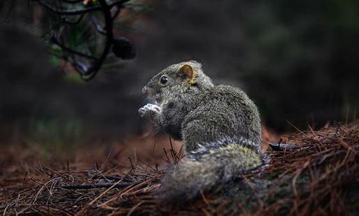 黃山松鼠的簡介-黃山松鼠的飼養環境