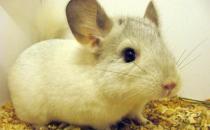 粉白龍貓?jiān)趺答B(yǎng)？粉白龍貓的價(jià)格