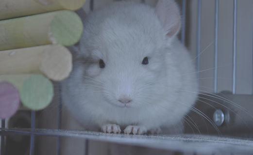 金斑龍貓的簡介-金斑龍貓的生活環境