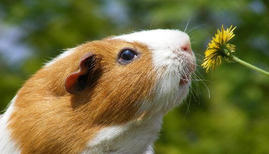 葵鼠怎么養(yǎng)?葵鼠的價(jià)格