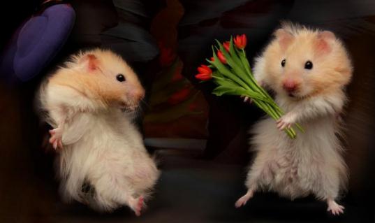 老公公倉鼠喂養(yǎng)要點-老公公倉鼠怎么養(yǎng)？