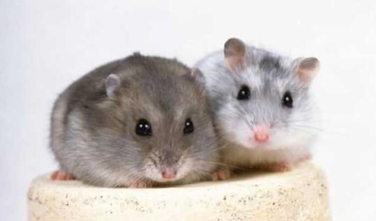 毛絲鼠的簡(jiǎn)介-毛絲鼠怎么養(yǎng)？