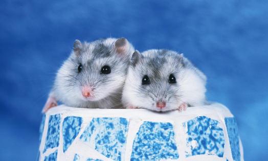 三線倉鼠的簡介-三線倉鼠的品種