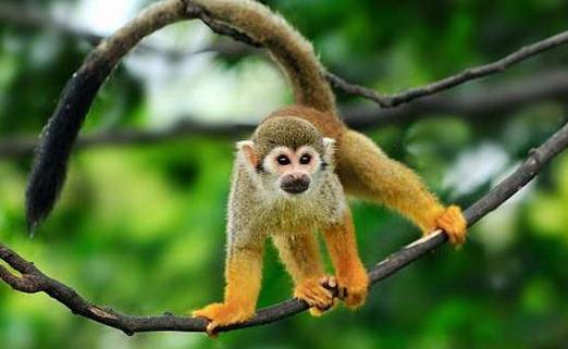 松鼠猴怎么養?松鼠猴的習性