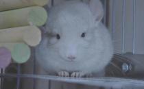 金斑龍貓的簡介-金斑龍貓的生活環境