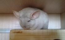 金斑龍貓怎么養？金斑龍貓的飼養要點