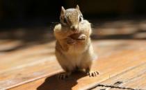 金花鼠怎么養(yǎng)？金花鼠的喂養(yǎng)要點(diǎn)