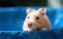 金絲熊怎么養？金絲熊的飼養要點